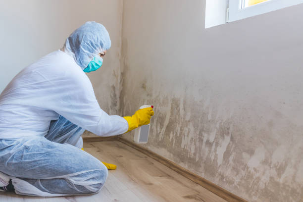 Licensed Mold Removal service in Clinton, KY - 24 Hour Mold Removal
