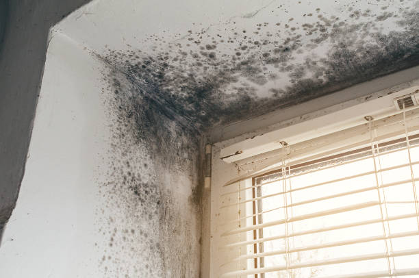 Affordable Mold Removal solutions in Clinton, KY